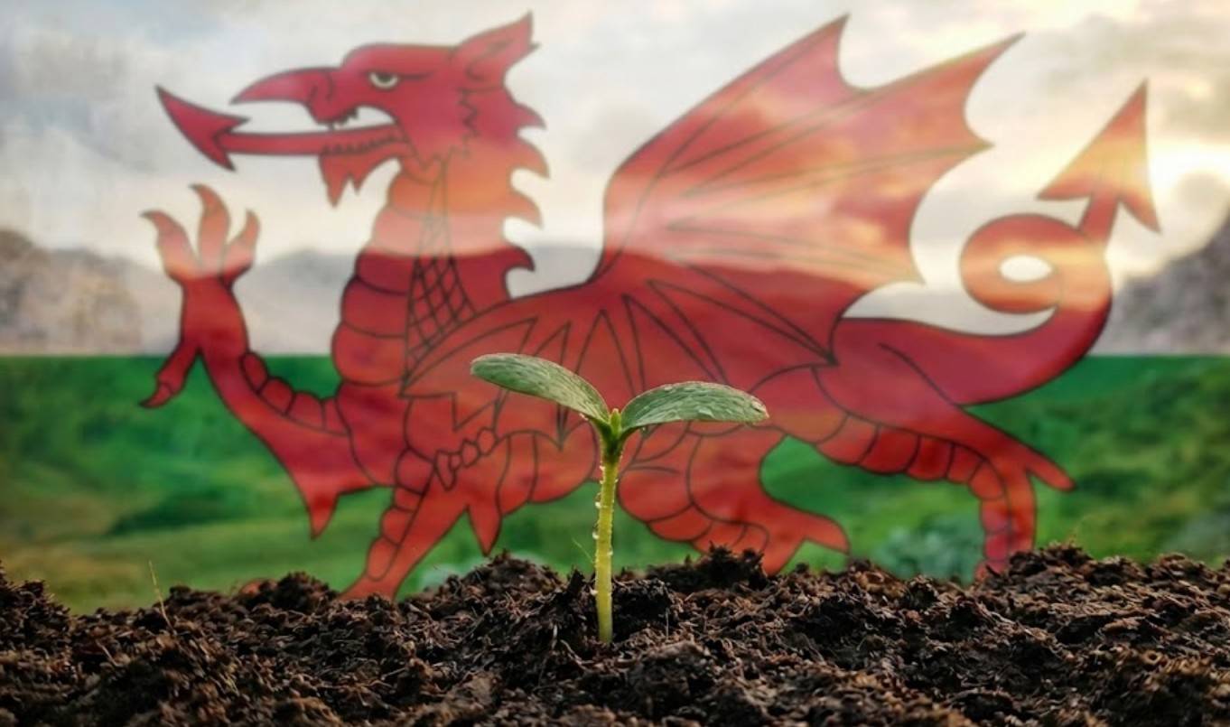 Grant Funding for Welsh Business Digitalisation: What’s Available in 2026?